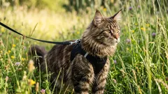 Ei yksinäinen vaeltaja: Kannattaako kissaa ulkoiluttaa ja miten se tehdään oikein